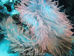 The most beautiful anemone that I have ever seen. It's al... by Gary Coulter 